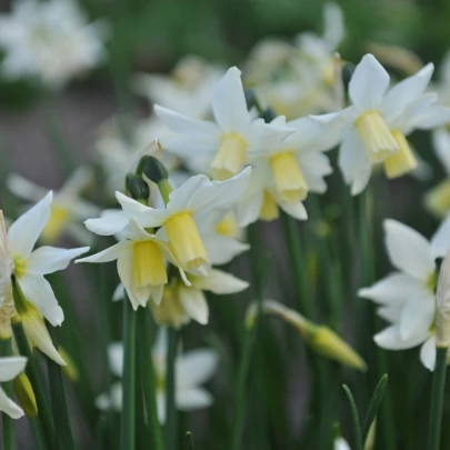 Narcis Toto - Narcissus - cibuľoviny - 3 ks