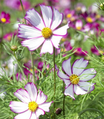 Krasuľka perovitá Tip Top Picotee - Cosmos bipinnatus - semená krasuľky - 40ks