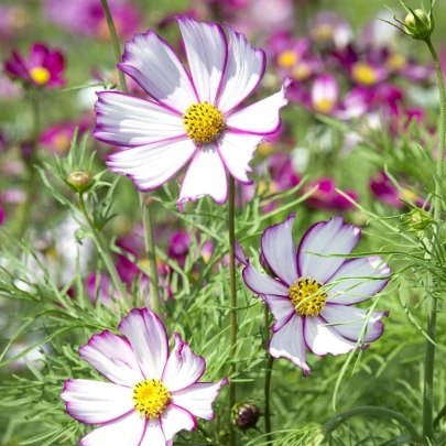 Krasuľka perovitá Tip Top Picotee - Cosmos bipinnatus - semená krasuľky - 40ks