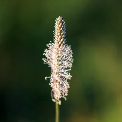 BIO Skorocel kopijovitý - Plantago lanceolata - bio semená - 80 ks