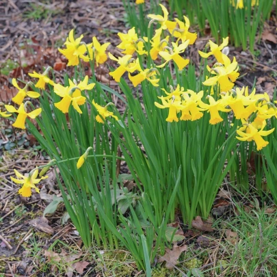 Narcis February Gold - Narcissus - cibuľoviny - 3 ks