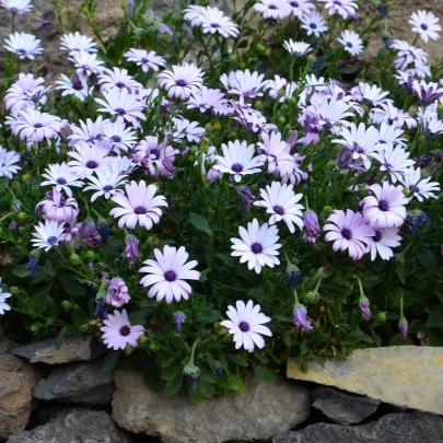 Africká sedmokráska White - Osteospermum ecklonis - semená sedmokráska - 6 ks