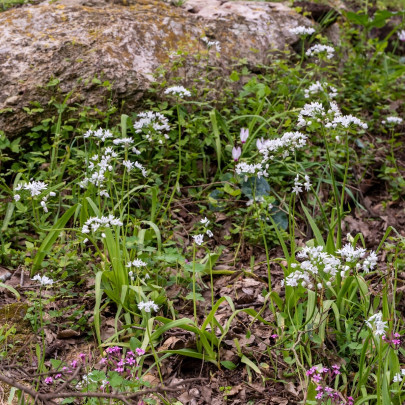 Cesnak okrasný – Allium neapolitanum – cibuľky okrasných cesnakov