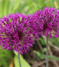 Cesnak okrasný -  Allium Purple Sensation - cibuľoviny - 3 ks