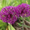 Cesnak okrasný -  Allium Purple Sensation - cibuľoviny - 3 ks