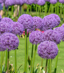 Cesnak obrovský Giganteum - Allium Giganteum - cibuľoviny - 1 ks