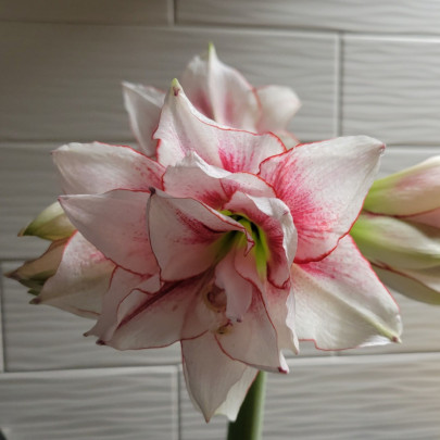 Zornica plnokvetá Elvas - Hippeastrum - cibuľoviny - 1ks