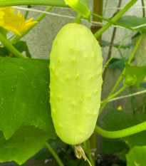 BIO Uhorka poľná White Wonder - Cucumis sativus - bio semená - 10 ks