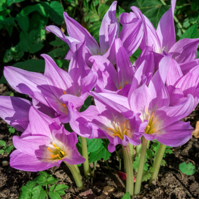 Jesienka - Colchium giant - cibuľoviny - 1 ks