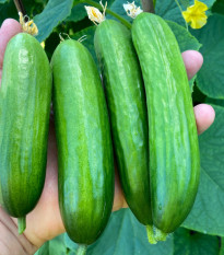 BIO Uhorka Mirella - Cucumis sativus - bio semená - 10 ks