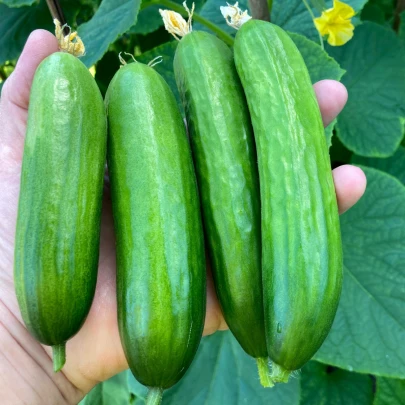 BIO Uhorka Mirella - Cucumis sativus - bio semená - 10 ks