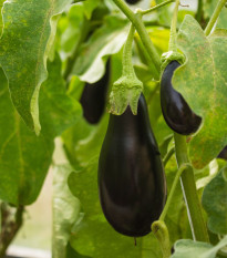 BIO Baklažán Black Beauty - Solanum melongena - bio semená - 20 ks ​