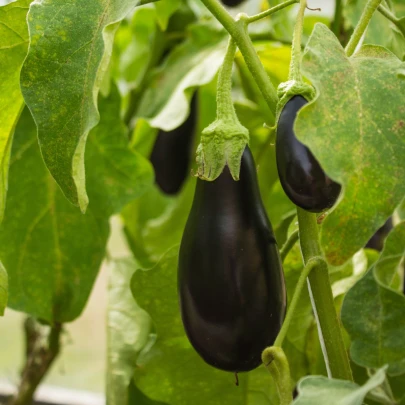 BIO Baklažán Black Beauty - Solanum melongena - bio semená - 20 ks ​