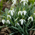 Snežienka podsnežník - Galanthus nivalis - cibuľoviny - 3 ks