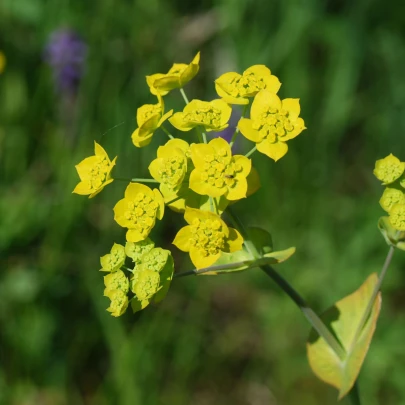 Semená prerastlíka – Prerastlík dlholistý – Bupleurum longifolium