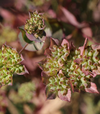 Prerastlík okrúhlolistý - Bupleurum rotundifolium B. griffithii - semená - 60 ks