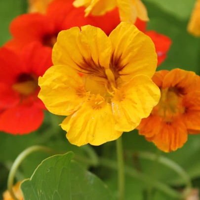 BIO Kapucínka - Tropaeolum majus - bio semená - 10 ks