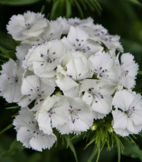 BIO Klinček bradatý Sweet William - Dianthus barbatus - bio semená - 18 ks