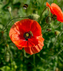 BIO Vlčí mak červený - Papaver rhoeas - bio semená - 100 ks