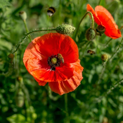 BIO Vlčí mak červený - Papaver rhoeas - bio semená - 100 ks