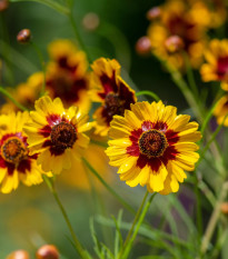 BIO Krásnoočko farebné - Coreopsis tinctoria - bio semená - 50 ks