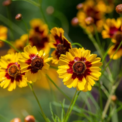 BIO Krásnoočko farebné - Coreopsis tinctoria - bio semená - 50 ks