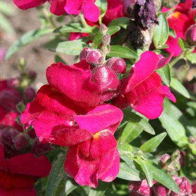 BIO Papuľka väčšia Black Prince - Antirrhinum majus - bio semená - 20 ks