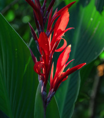 Kanna indická - Canna indica - semená - 6 ks