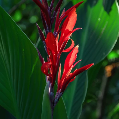 Kanna indická - Canna indica - semená - 6 ks