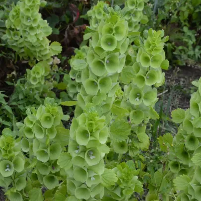 Írsky zvonček - Moluccella laevis - semená - 50 ks