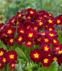 Prvosienka Inara F1 Late Red - Primula elatior - semená - 20 ks