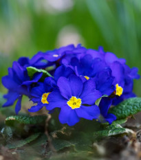 Prvosienka Inara F1 Late Blue - Primula elatior - semená - 20 ks