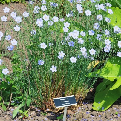 Ľan modrý - Linum perenne - semená - 250 ks