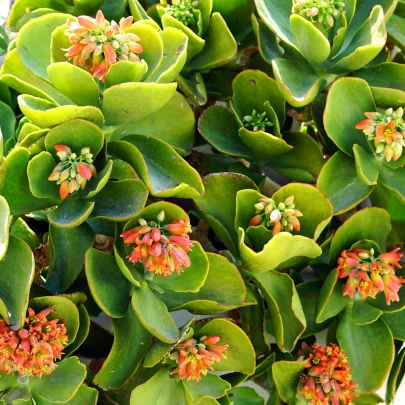 Kolopejka thyrsiflora - Kalanchoe - semená - 15 ks