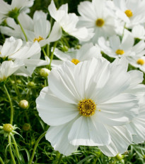 Krasuľka perovitá Cosmini White - Cosmos bipinnatus - semená - 20 ks