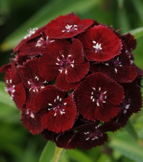 Klinček bradatý Sweet Black Cherry F1 - Dianthus barbatus - semená - 20 ks