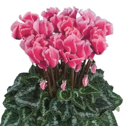 Cyklamén perzský Halios Curly Rose F1 - Cyclamen persicum - semená - 6 ks