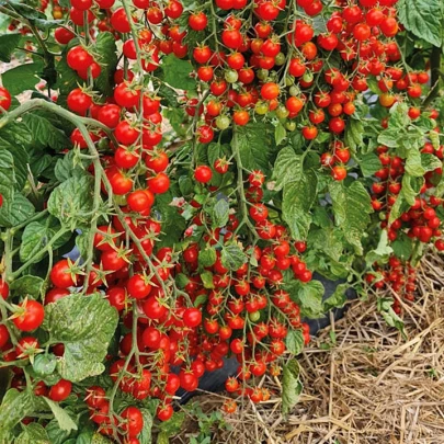 Paradajka Perlino červené F1 - Solanum lycopersicum - semená - 6 ks