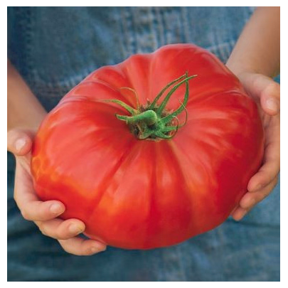 Paradajka Gigantomo - Solanum lycopersicum - semená - 5 ks