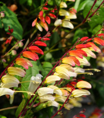 Povojnica laločnatá Jungle Queen - Ipomoea lobata - semená - 15 ks