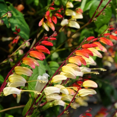 Povojnica laločnatá Jungle Queen - Ipomoea lobata - semená - 15 ks