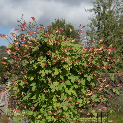 Povojnica laločnatá Jungle Queen - Ipomoea lobata - semená - 15 ks