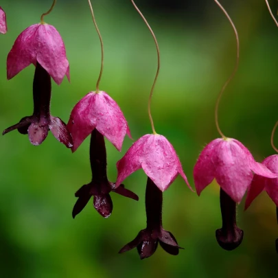 Rodochitón Purple Bells - Rhodochiton atrosanguineum - semená - 6 ks