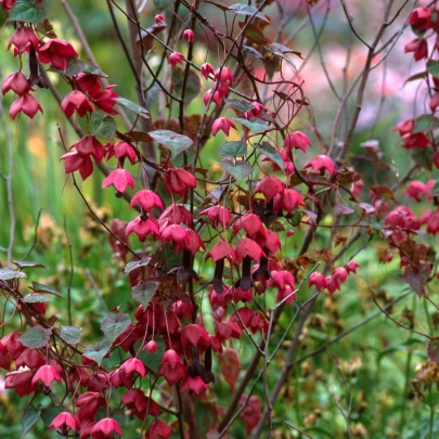 Rodochitón Purple Bells - Rhodochiton atrosanguineum - semená - 6 ks