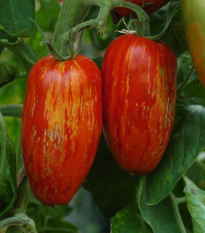 BIO Paradajka Striped Roman - Solanum lycopersicum - bio semená - 7 ks