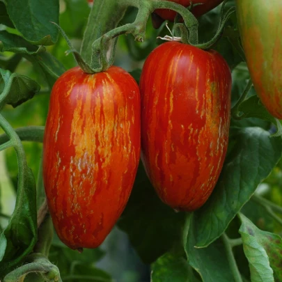 BIO Paradajka Striped Roman - Solanum lycopersicum - bio semená - 7 ks