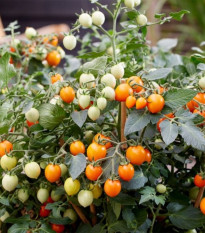 Paradajka Tiny Temptations Orange PhR - Solanum lycopersicum - semená - 5 ks