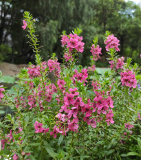 Angelónia úzkolistá Serenita pink - Angelonia angustifolia - semená - 6 ks