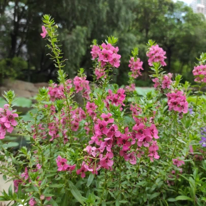 Angelónia úzkolistá Serenita pink - Angelonia angustifolia - semená - 6 ks