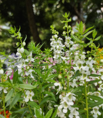 Angelónia úzkolistá Serenita white - Angelonia angustifolia - semená - 6 ks